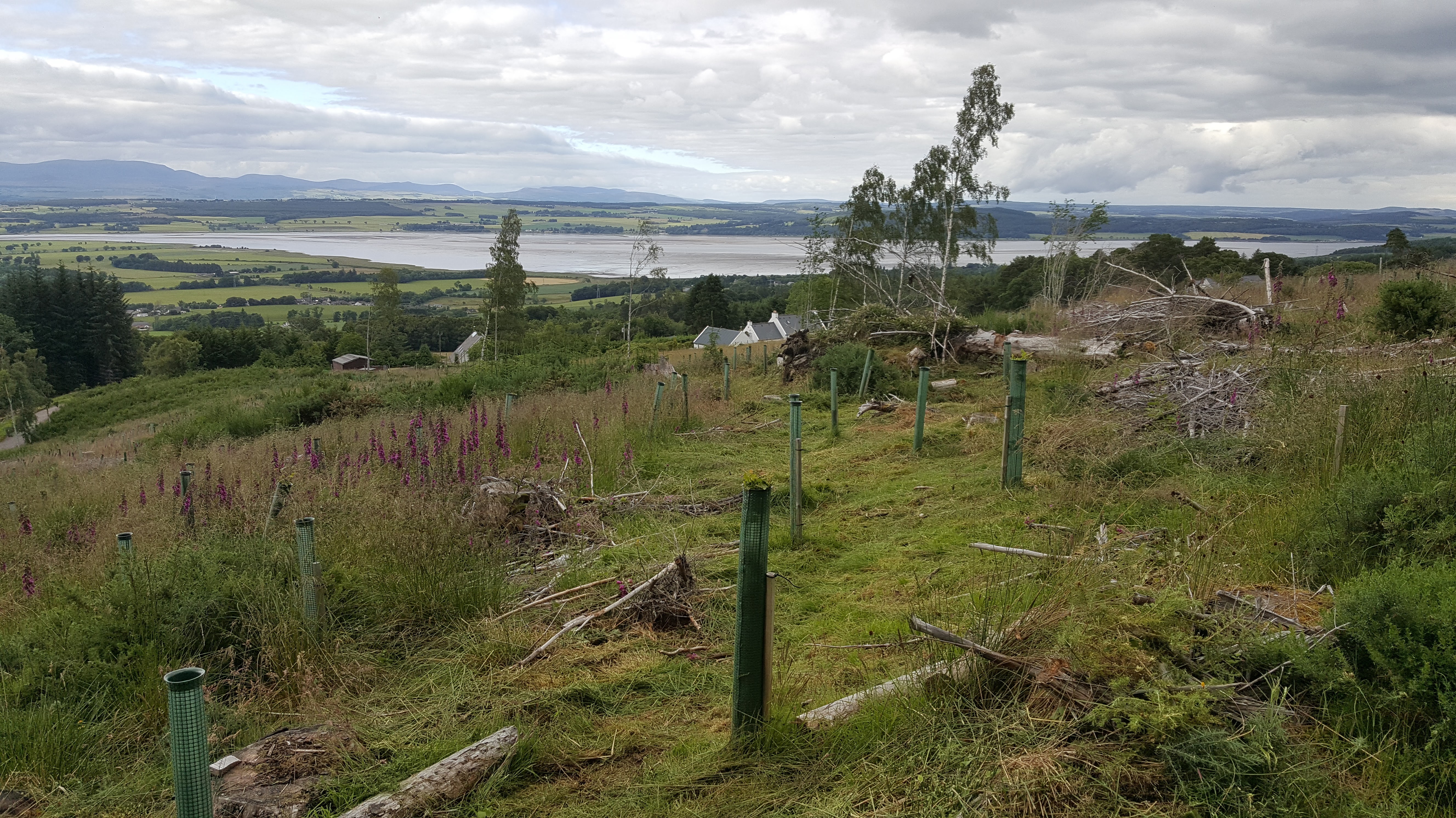 cut path to forest looking back to bridge site.jpg