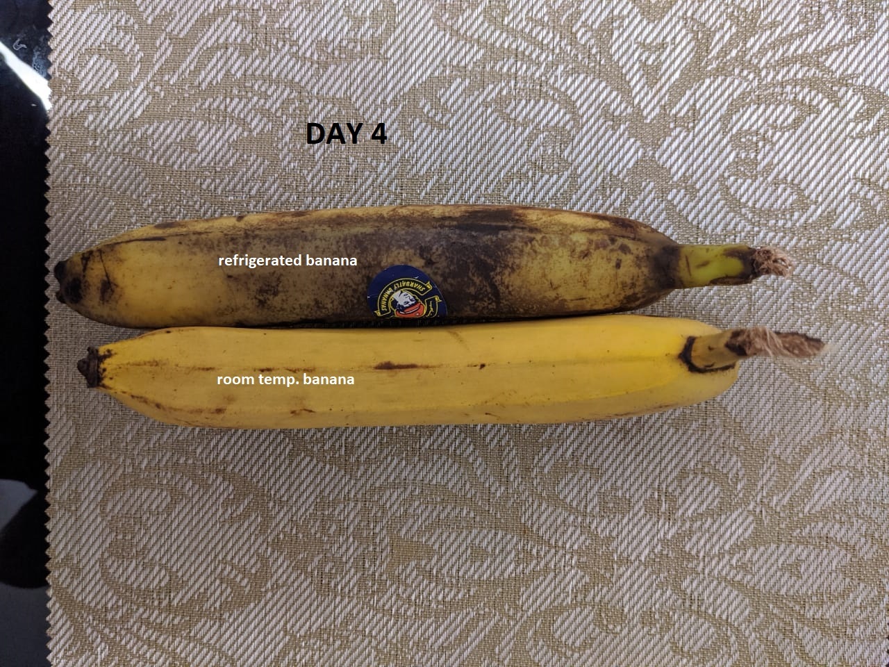 day 4.jpg