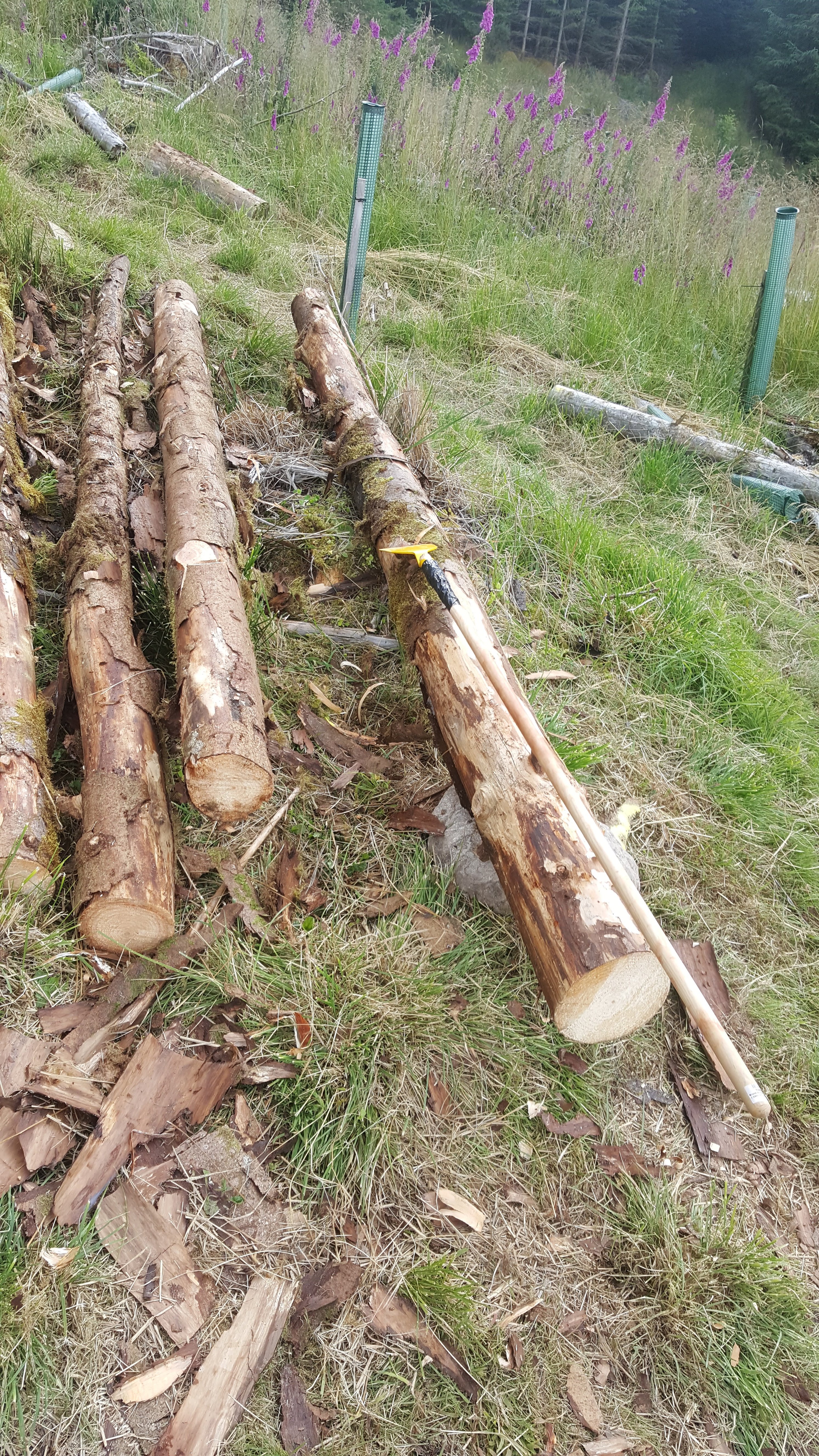 debarking logs start.jpg