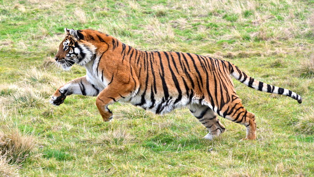 demo_image_in_poly-tiger-640x360.png