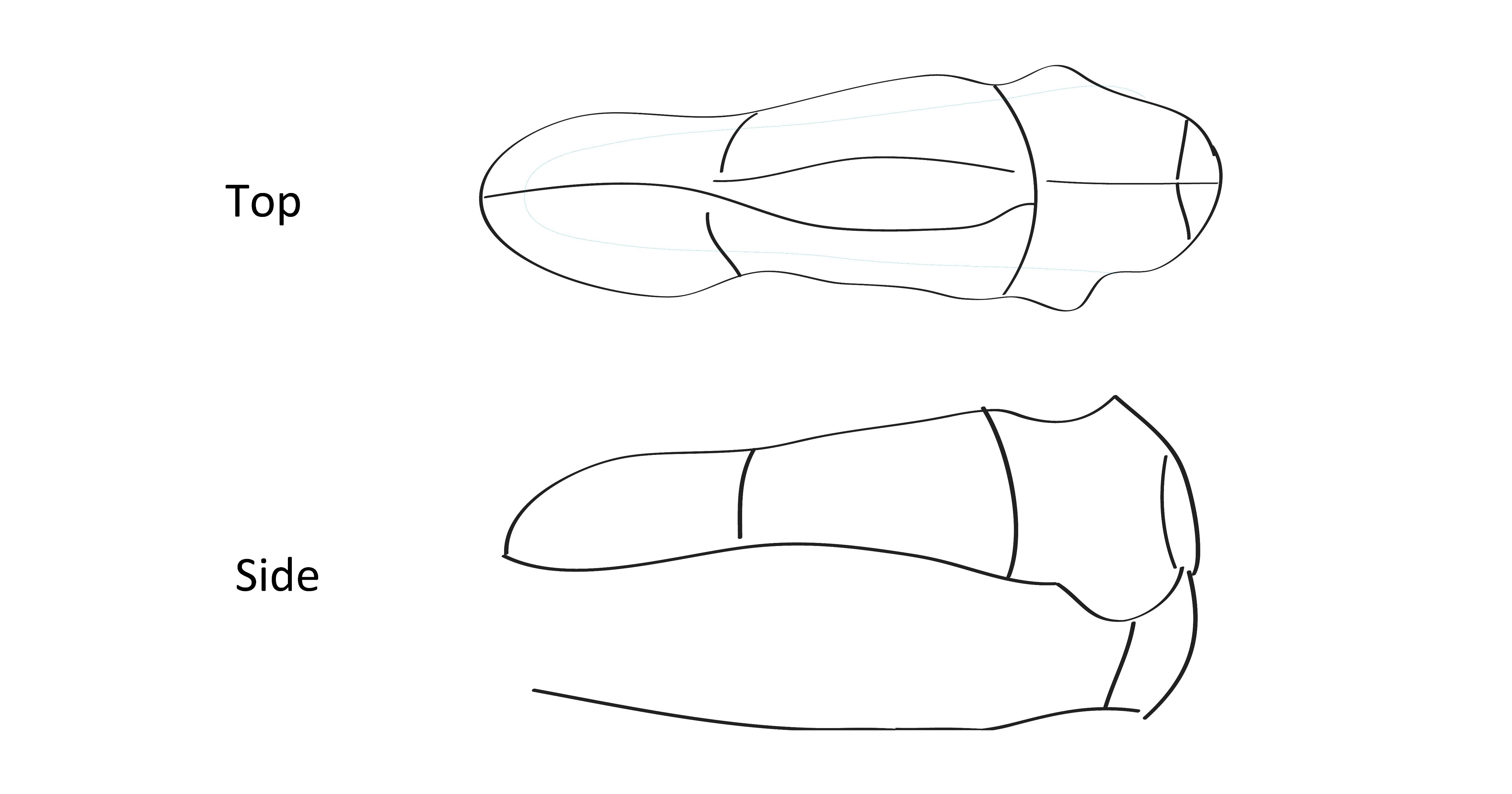 dino skull rough b luepint.jpg