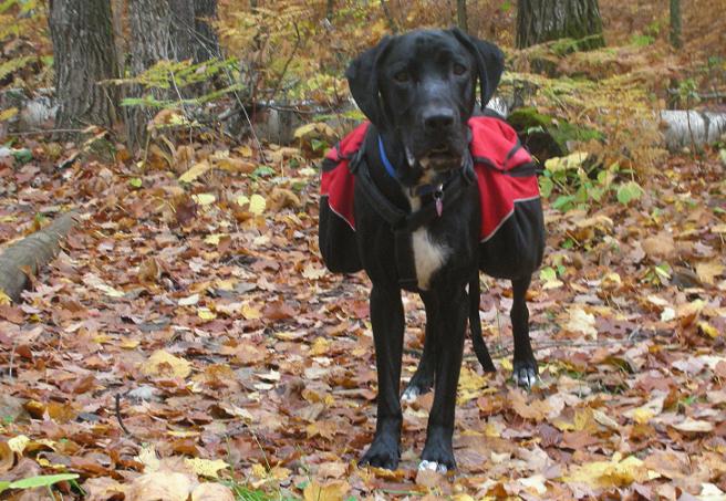 dog-backpack.jpg