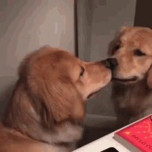 dog-mirror.gif