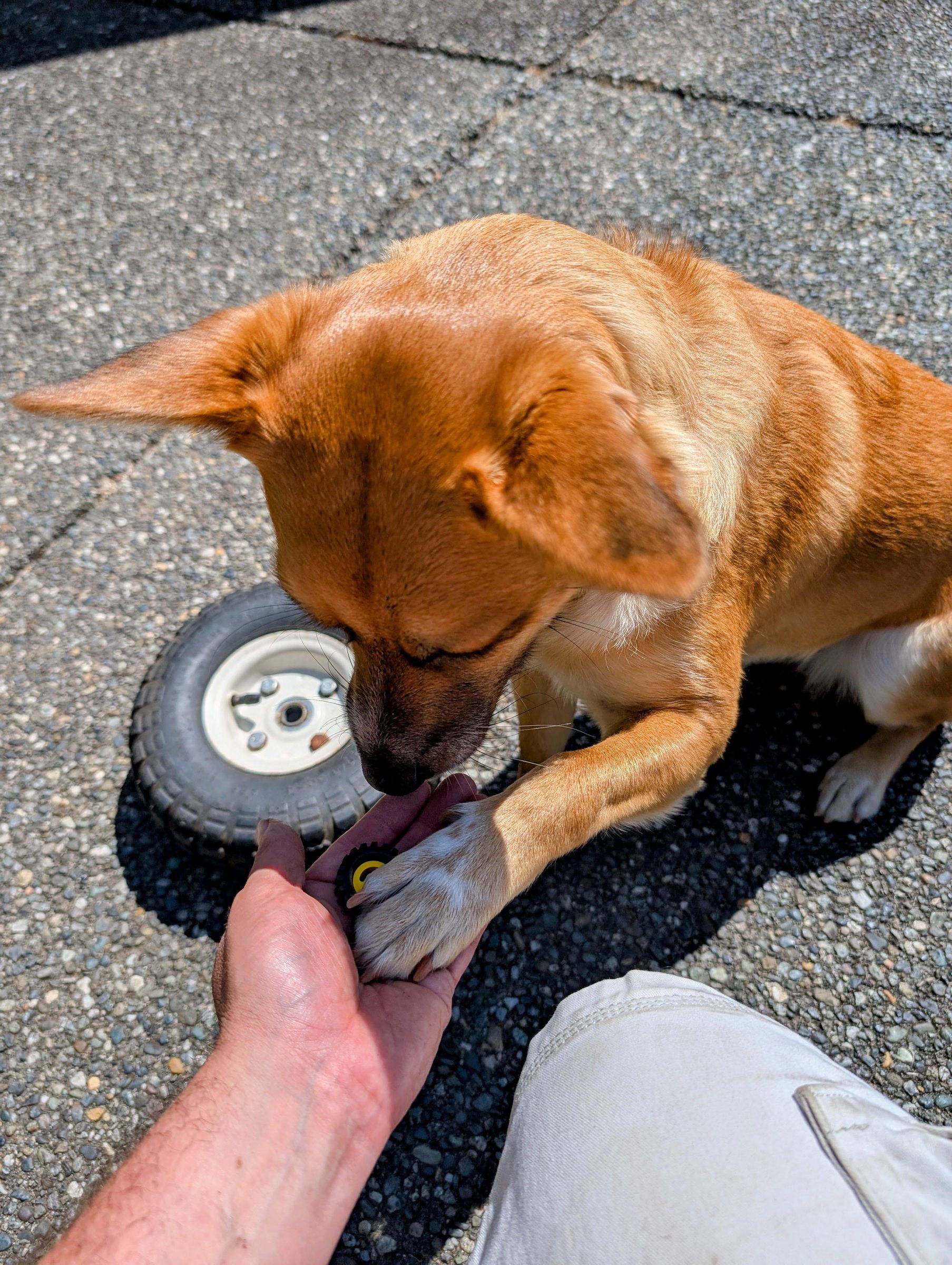 doggo.jpg