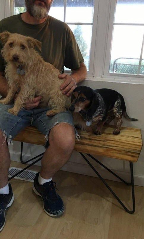 dogs.jpg