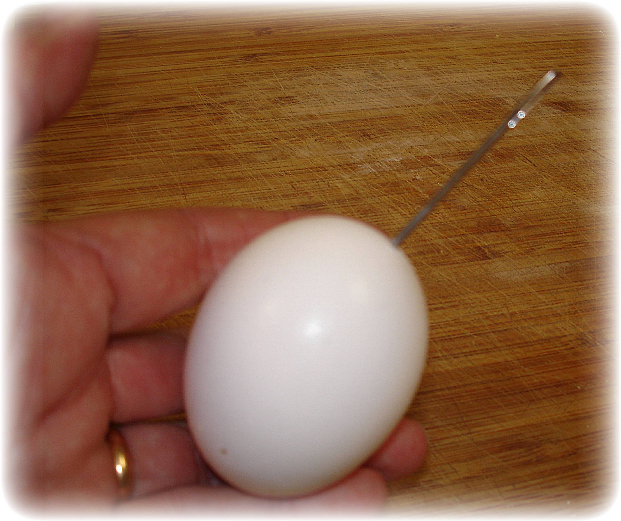 egg 003.jpg