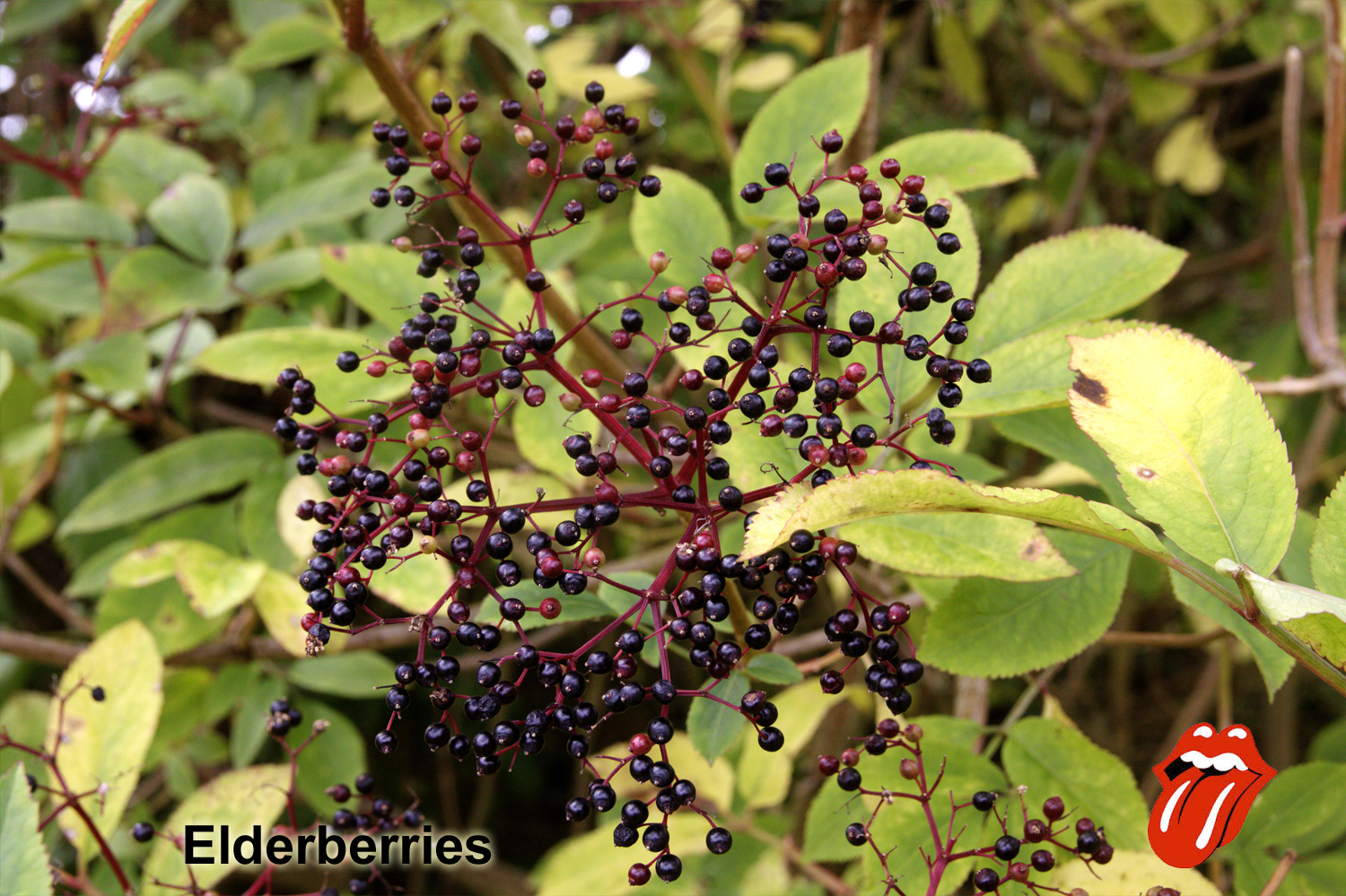 elderberries final.jpg