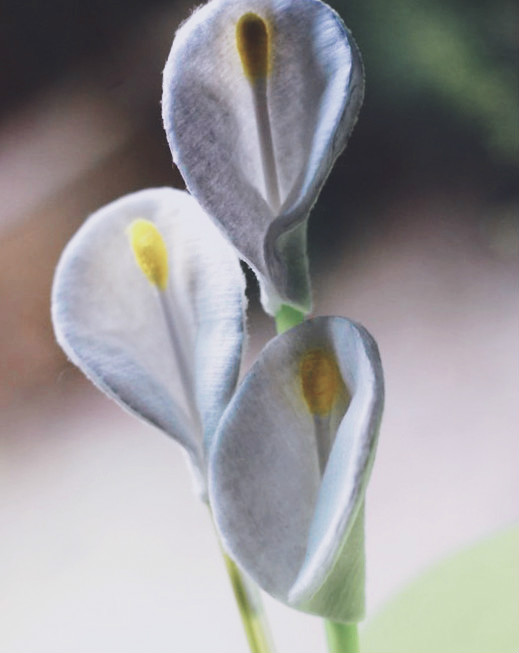 flowers.jpg