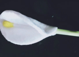 flowers4.jpg