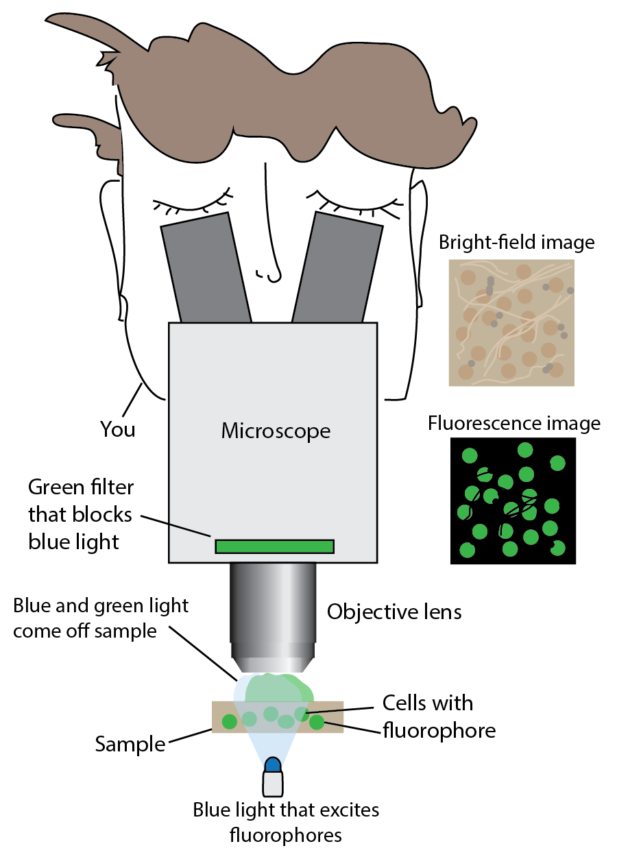 fluorescence microscope overview-01.png