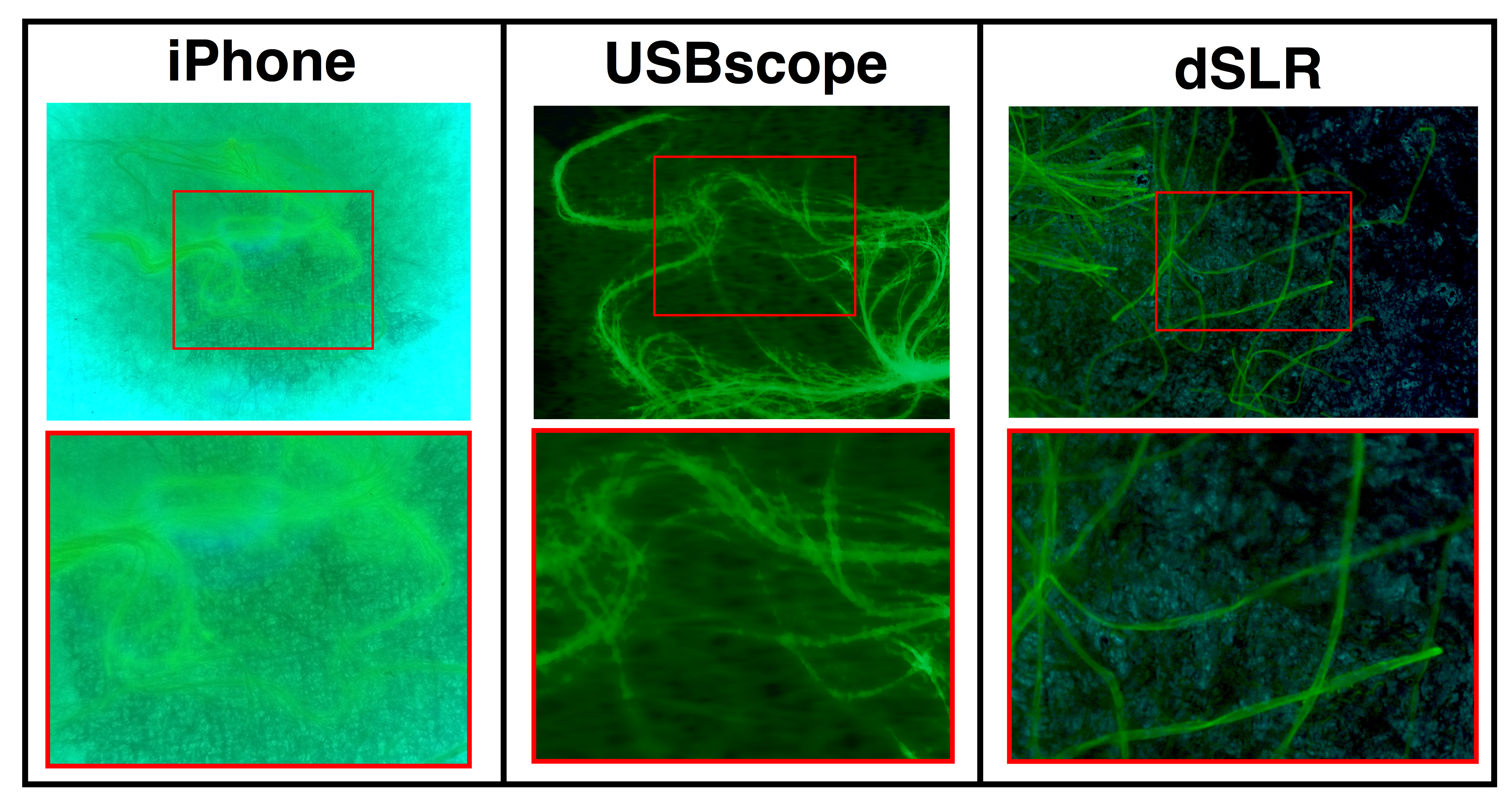 fluorescenceComparison.png