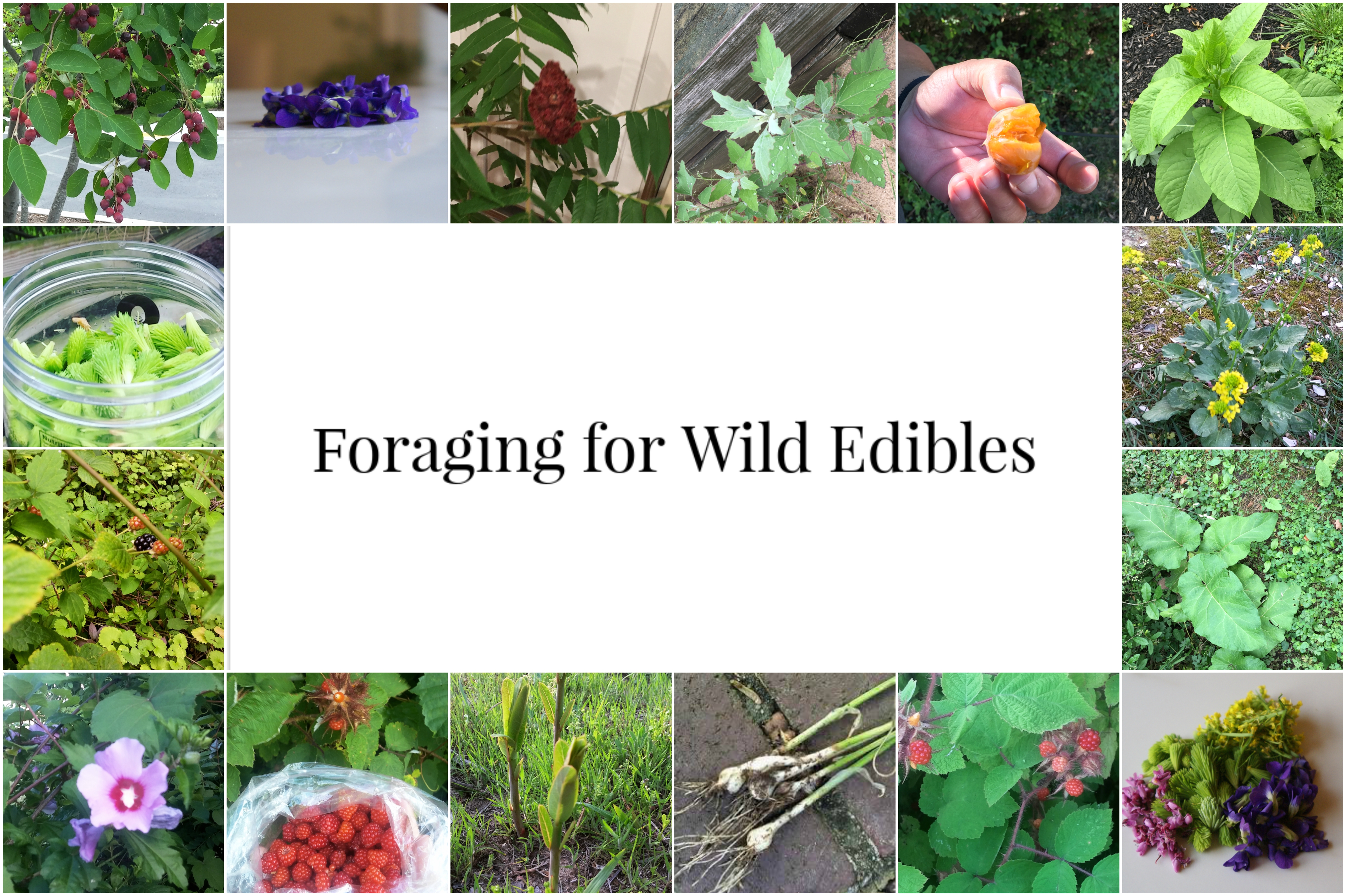 foraging collage.jpg