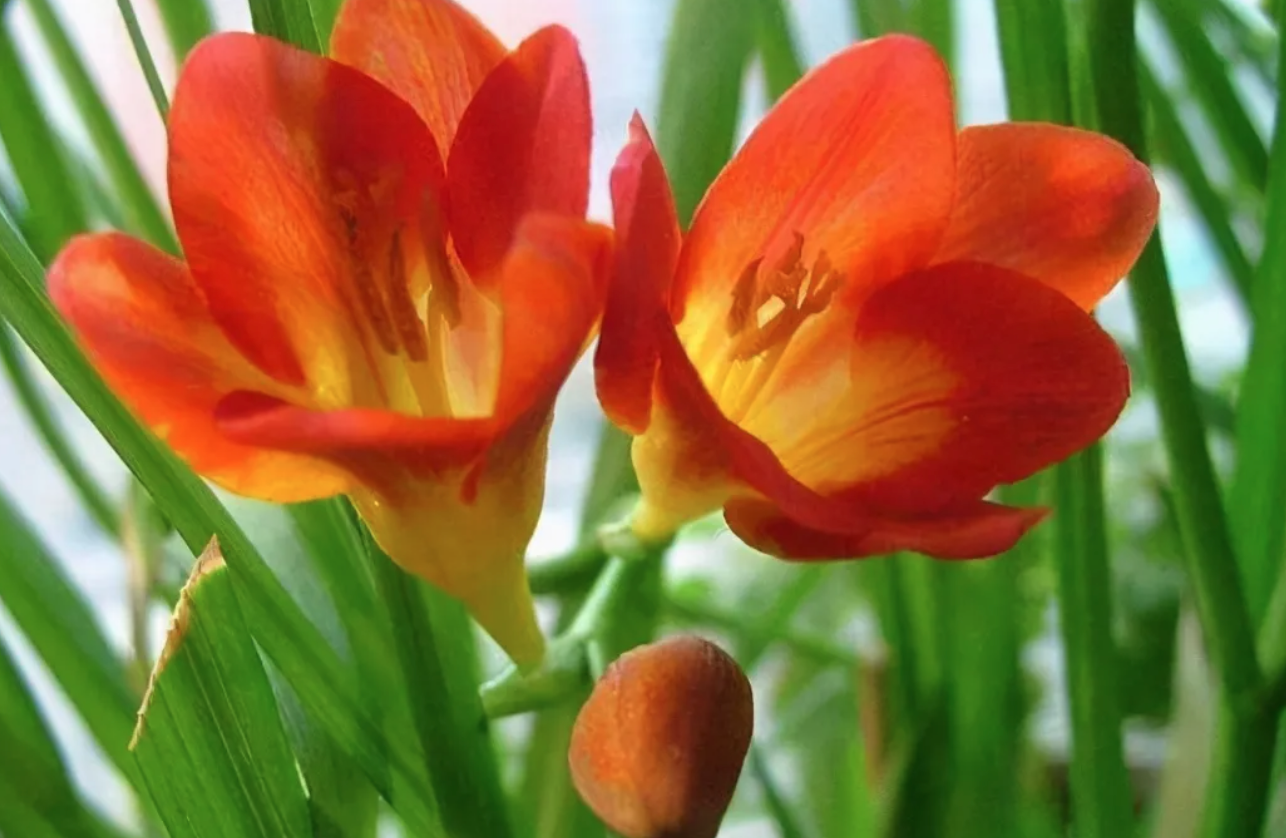 freesia.png