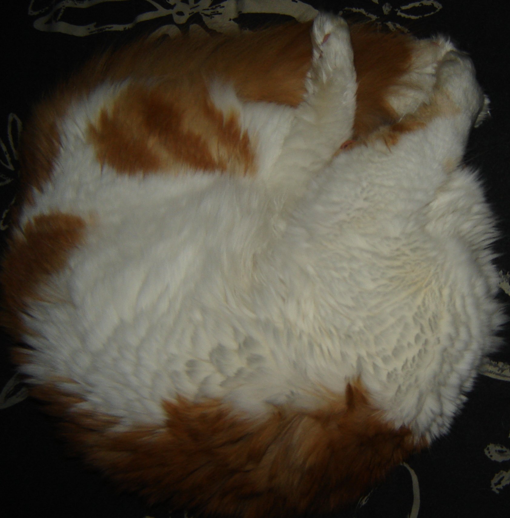 furball.jpg
