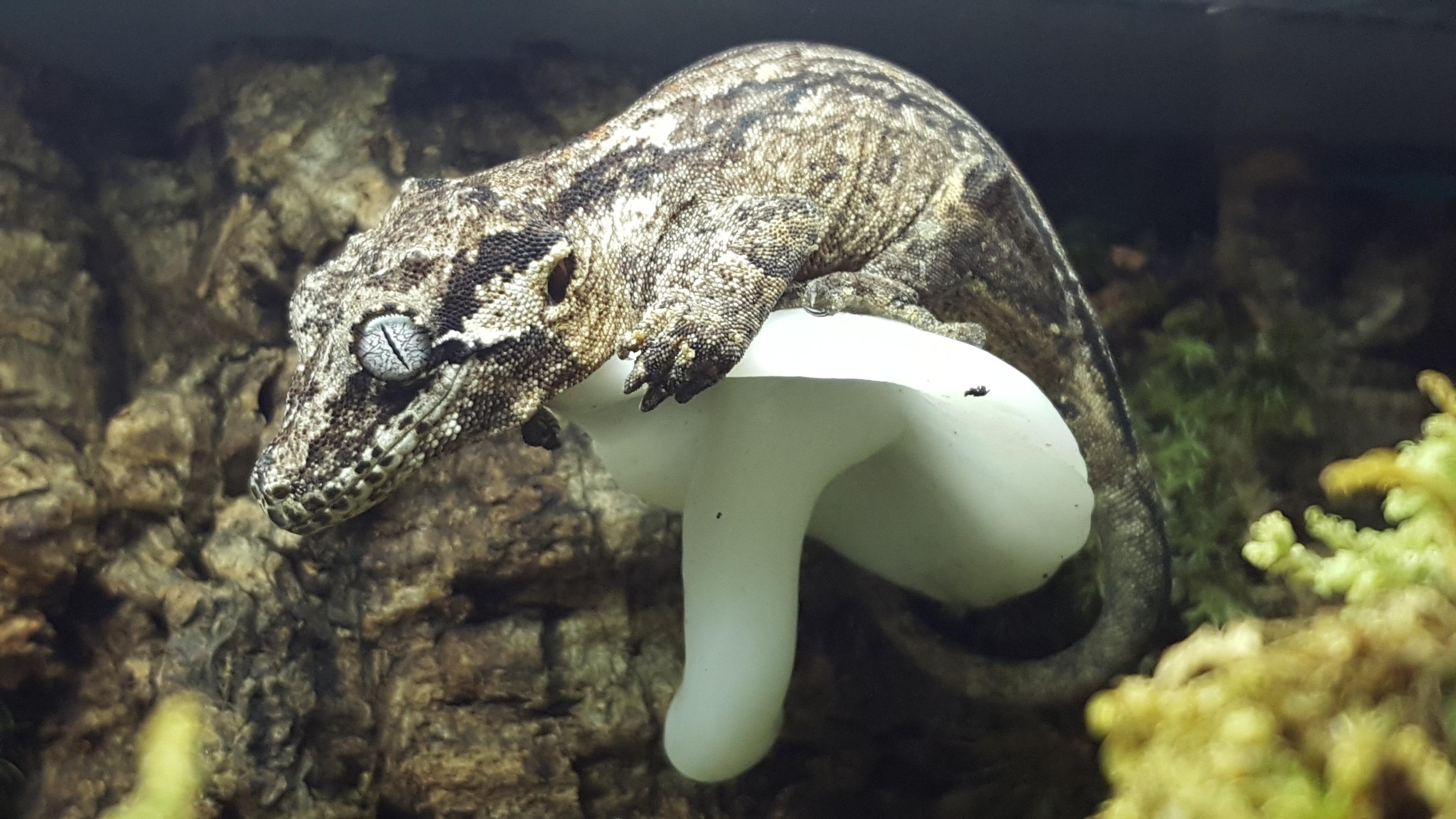 geckomushroom_002.jpg