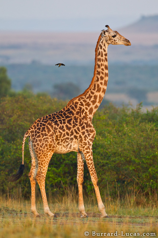 giraffe6.jpg