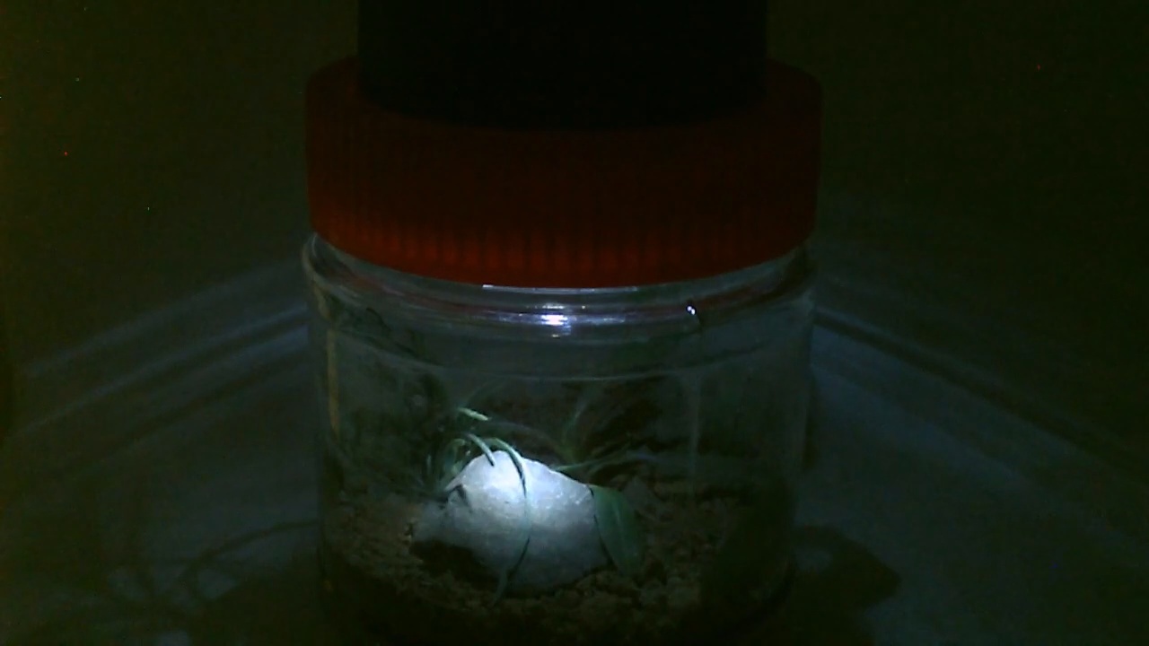 glowlightpic40.jpg