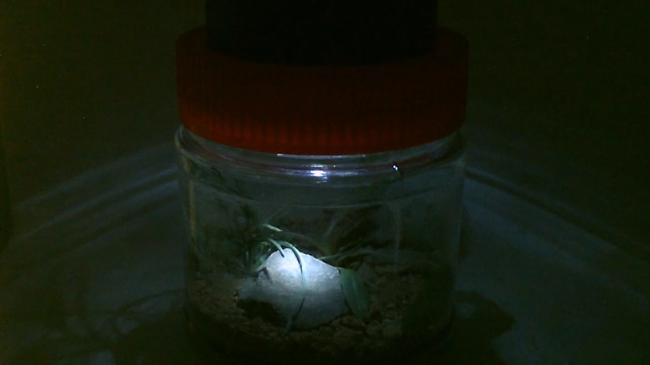 glowlightpic41.jpg