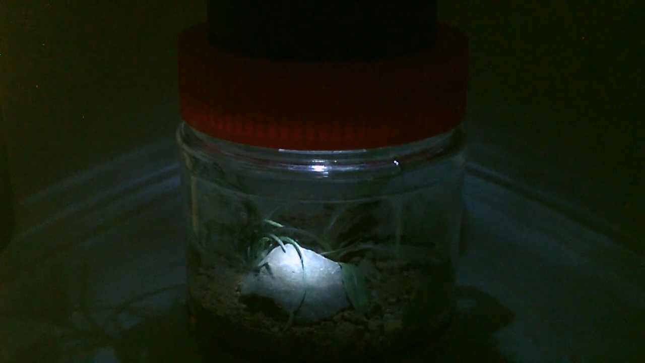 glowlightpic42.jpg