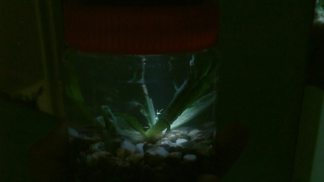 glowlightpic46.jpg