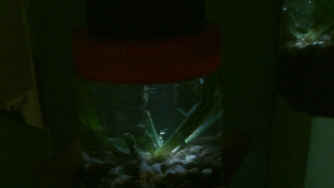 glowlightpic47.jpg