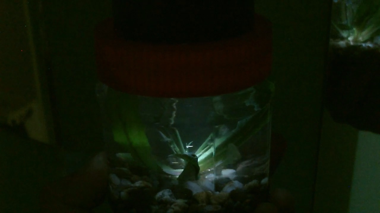 glowlightpic48.jpg