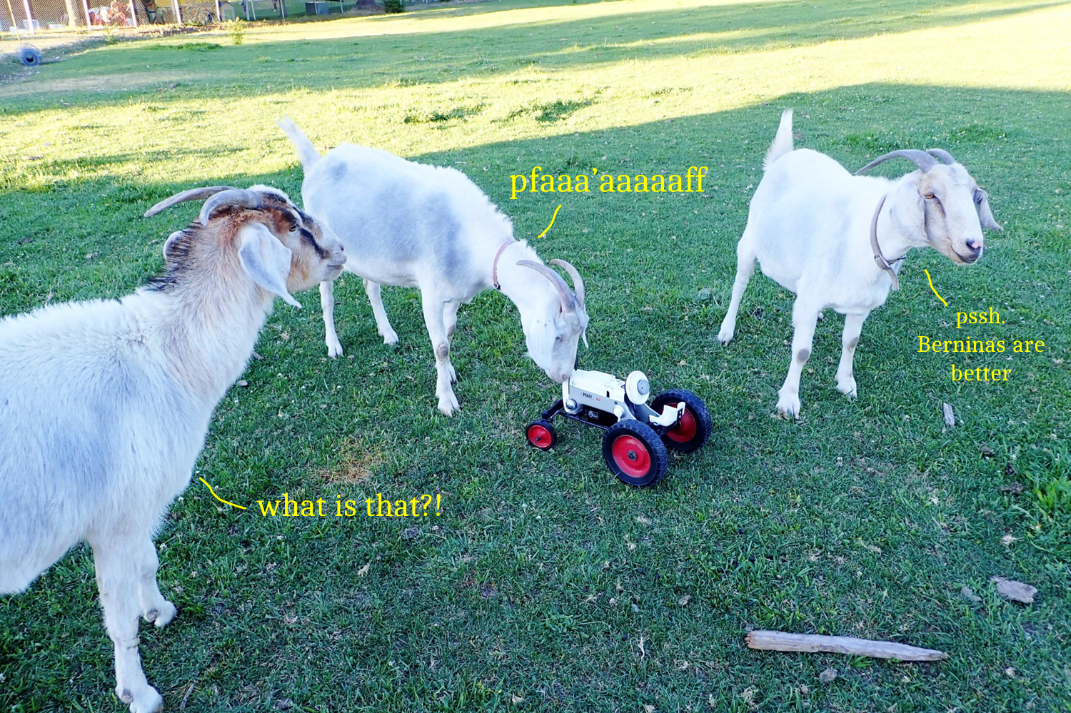 goatdiscussion.png