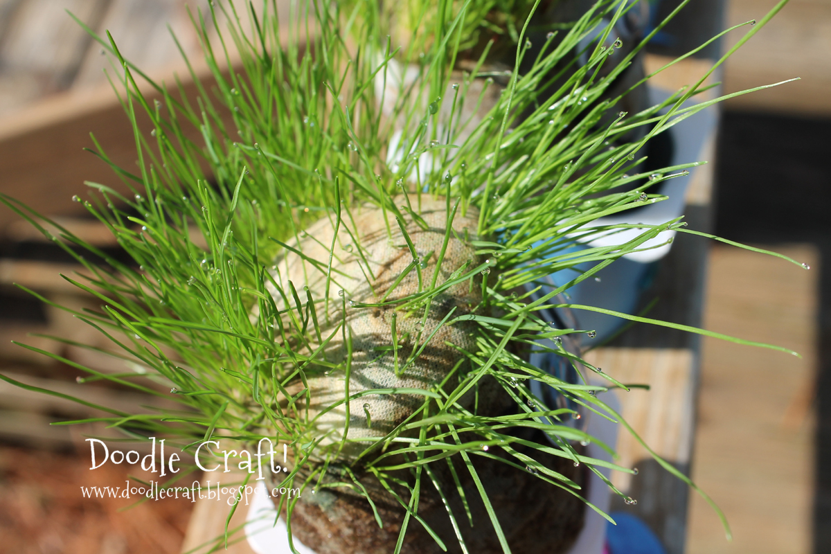 grass growing seeds heads.jpg