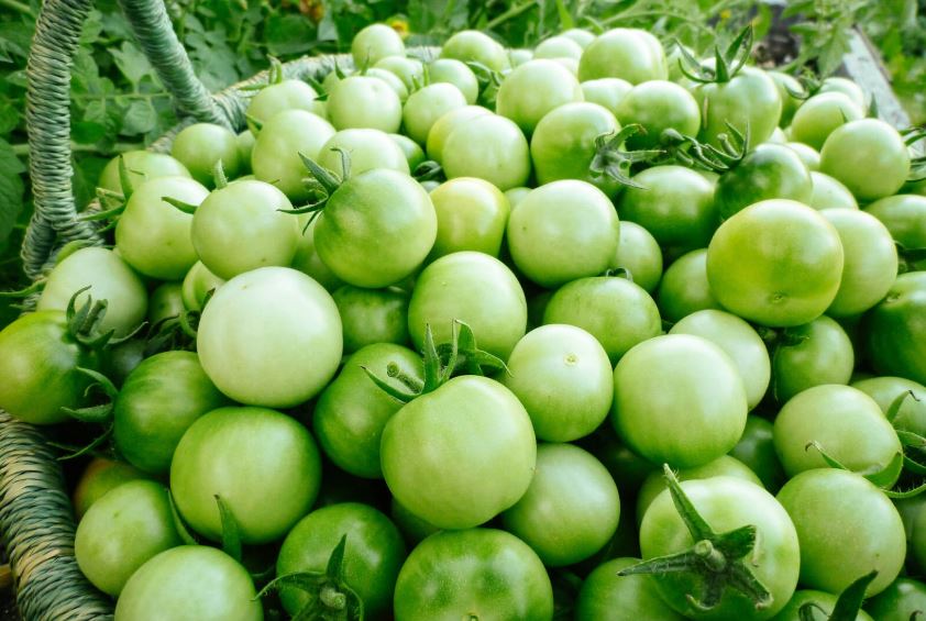 green tomatos.JPG