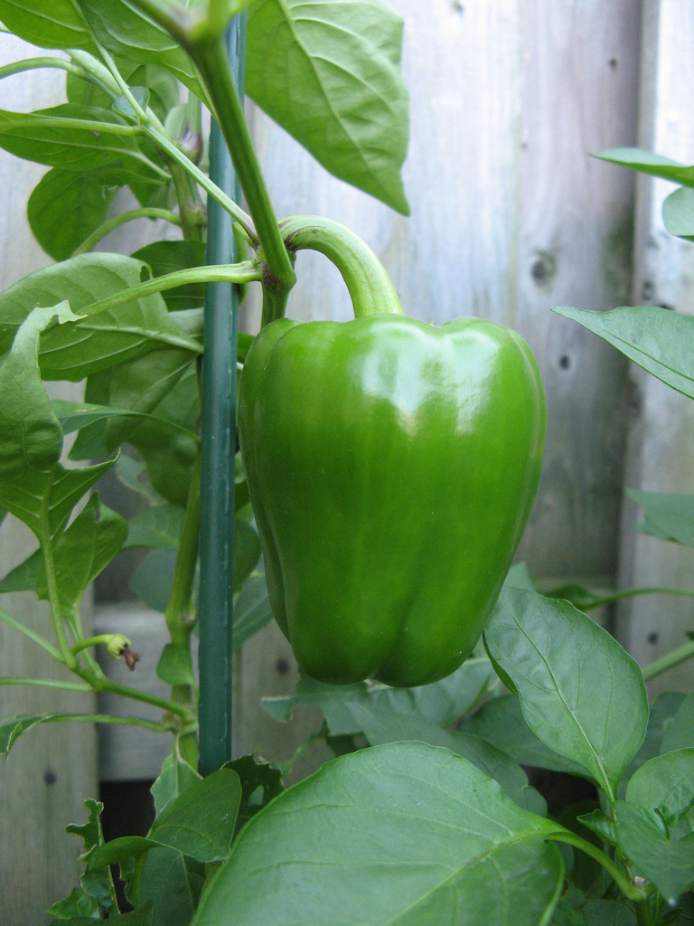 green_pepper.jpg