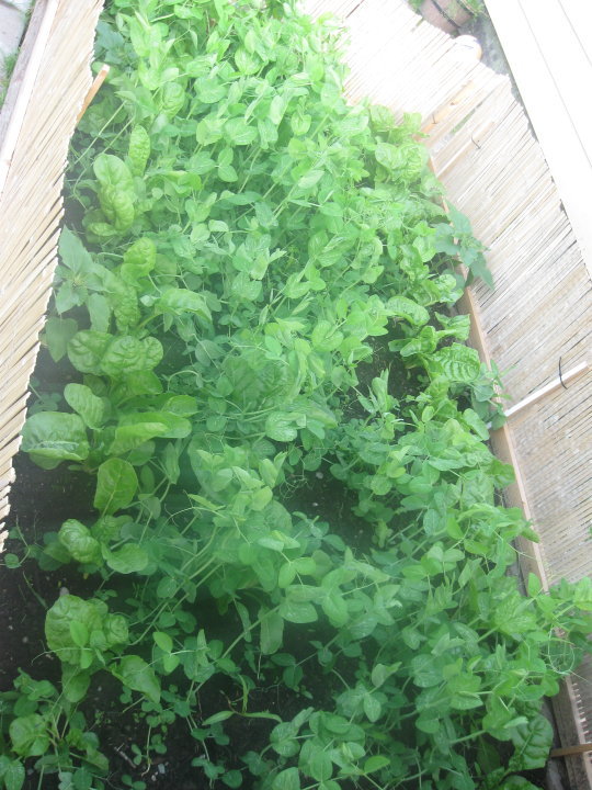 greenhouse stuff (3).jpg