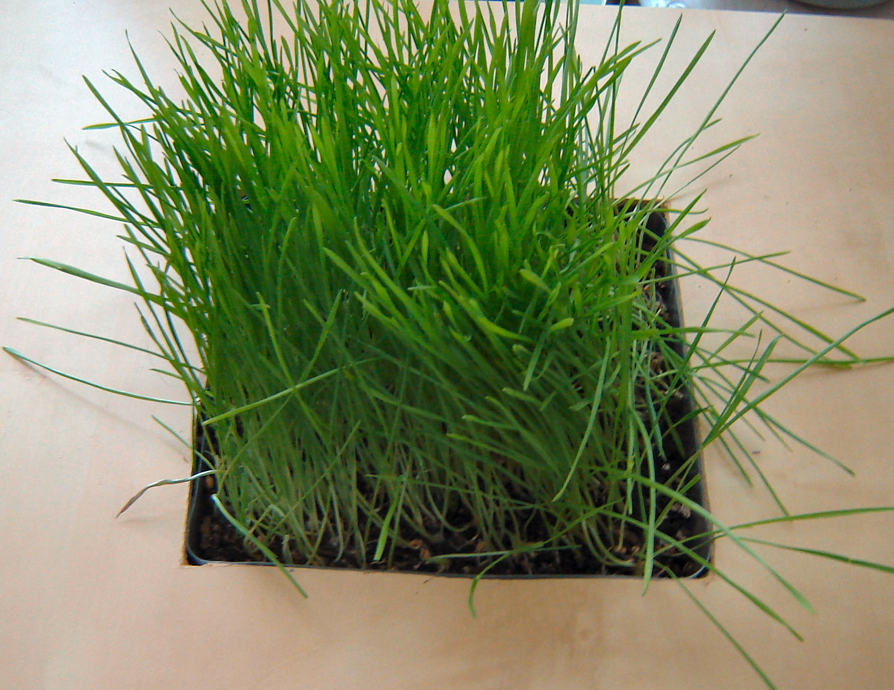 growgrass.JPG