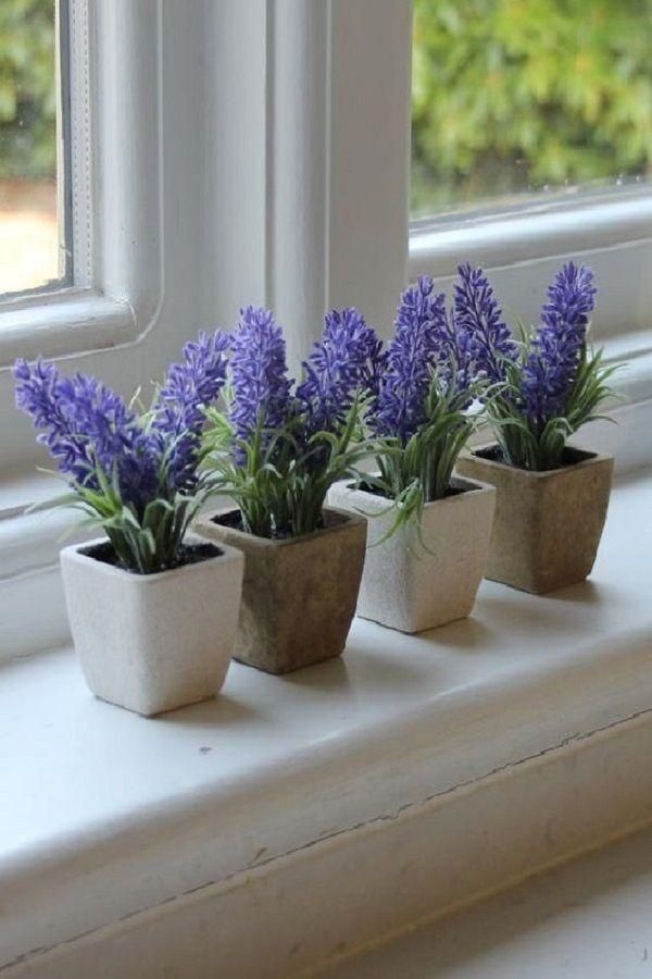 growing-lavender-indoors.jpg
