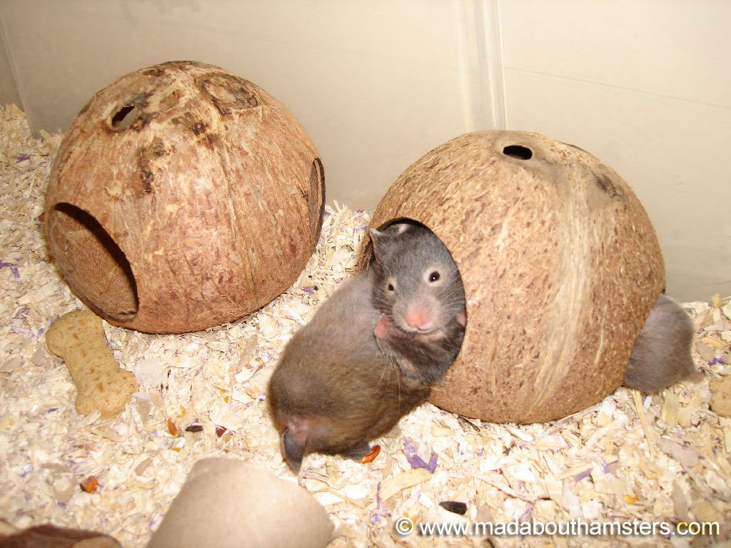 hamster_babies_099.jpg