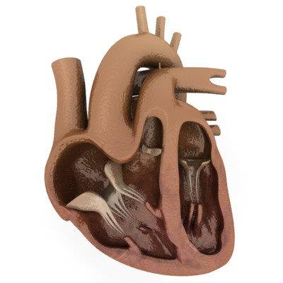 heart sectiona.jpg4a9c3331-dc77-448a-a722-ee64c5cfe83cLarge.jpg