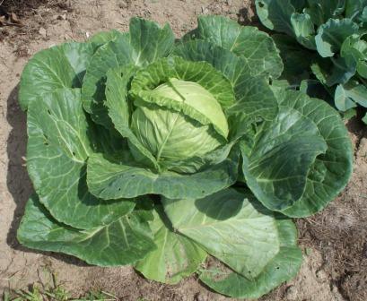 how%20to%20grow%20cabbage.jpg