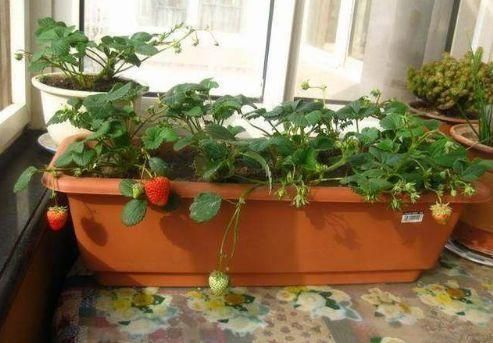 how to grow strawberries indoors3.jpg