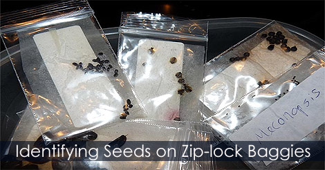 identifying-seeds.jpg