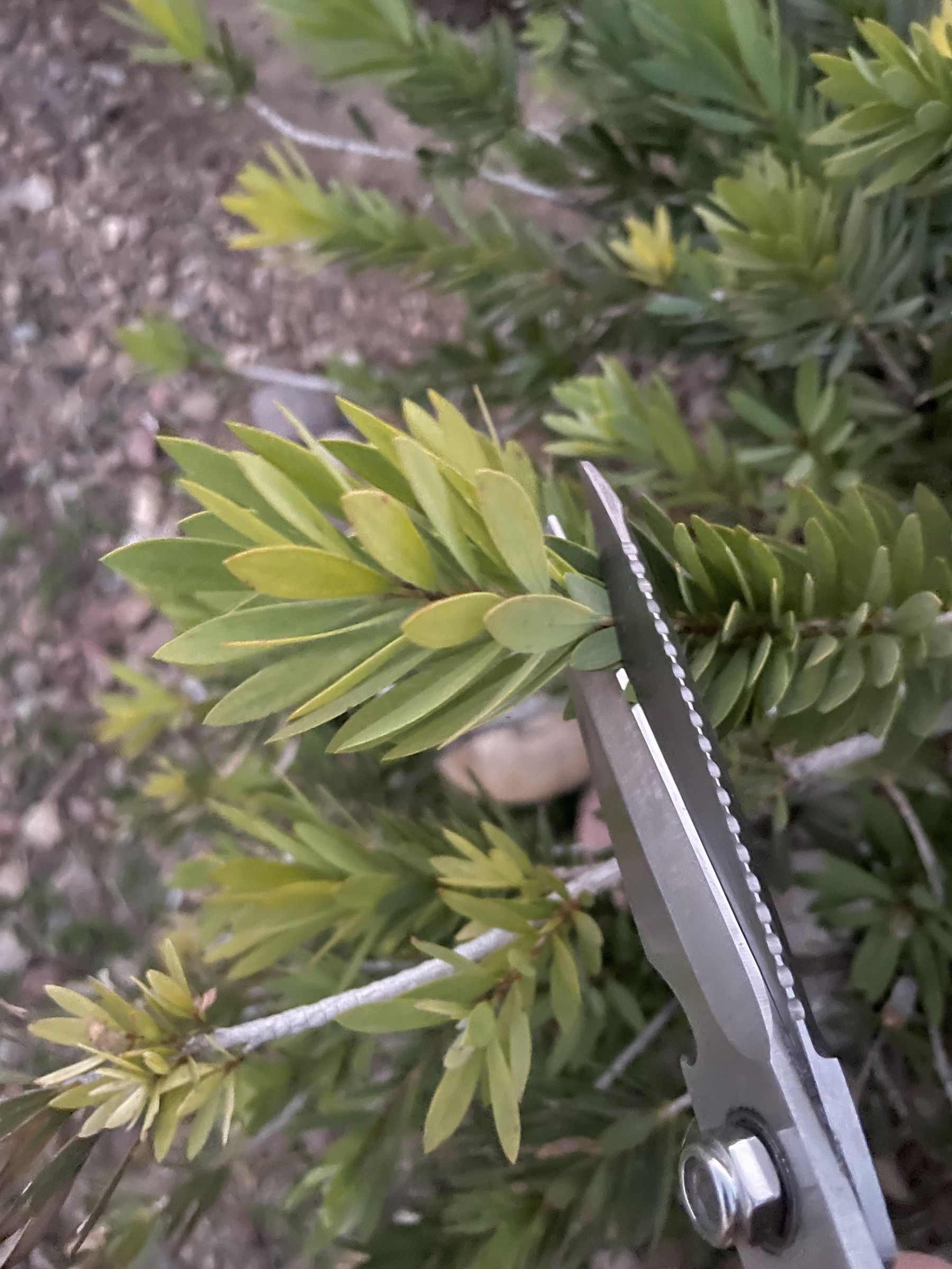 image00009.jpeg
