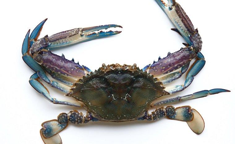 img-Blue-Swimmer-Crab.jpg