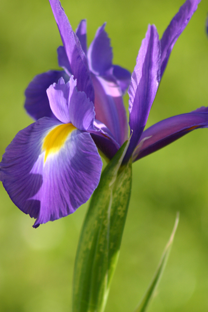 iris1.jpg