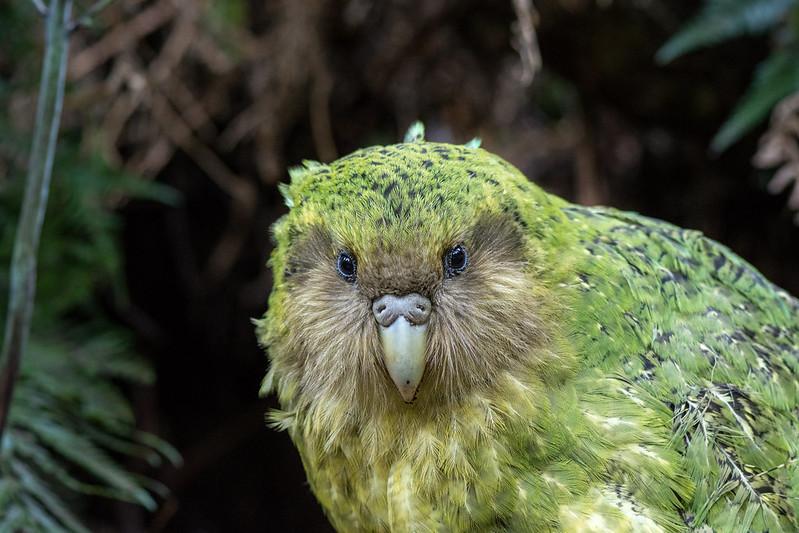 kakapo-sinbad-800x-by-jake-osborne-cc.jpg