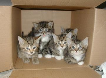 kittens_in_box.jpg