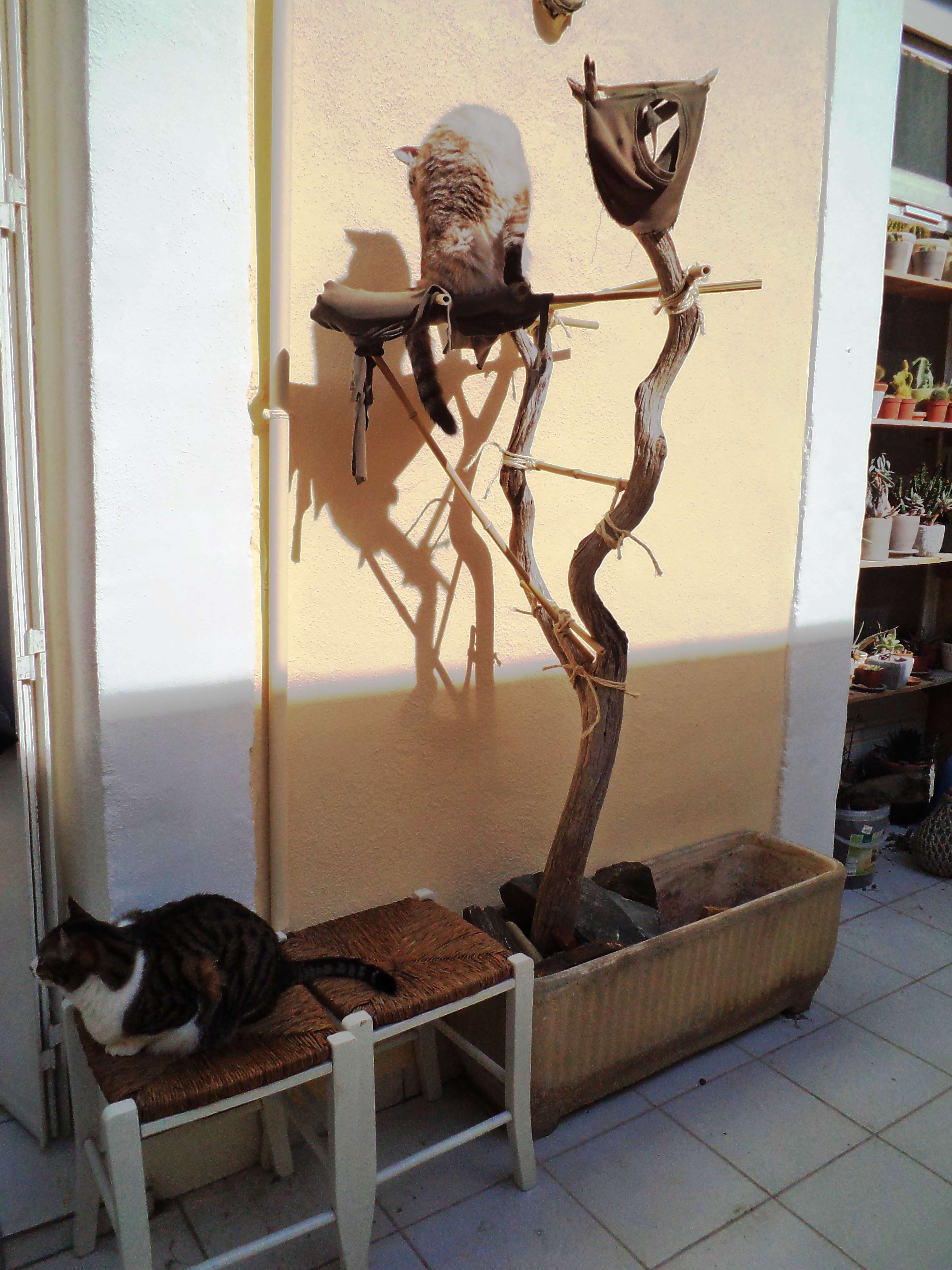 kitty018.jpg