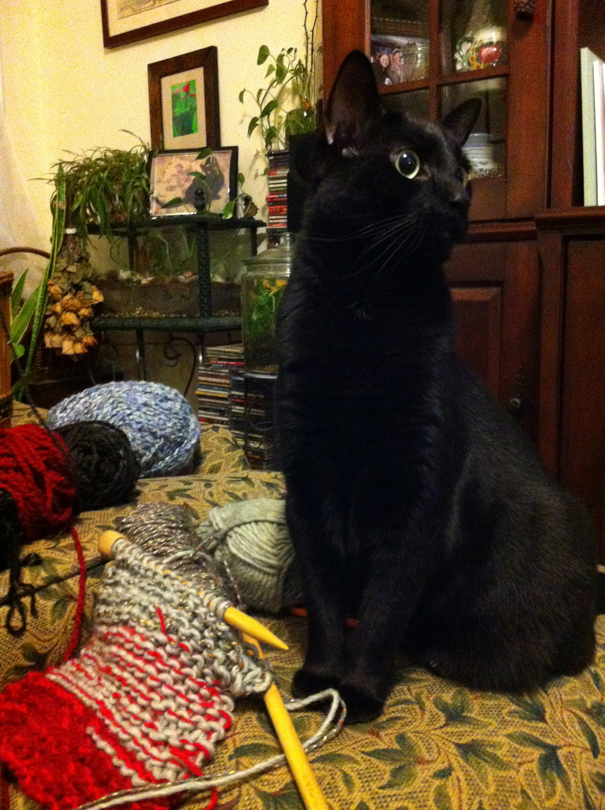 knit knit.JPG