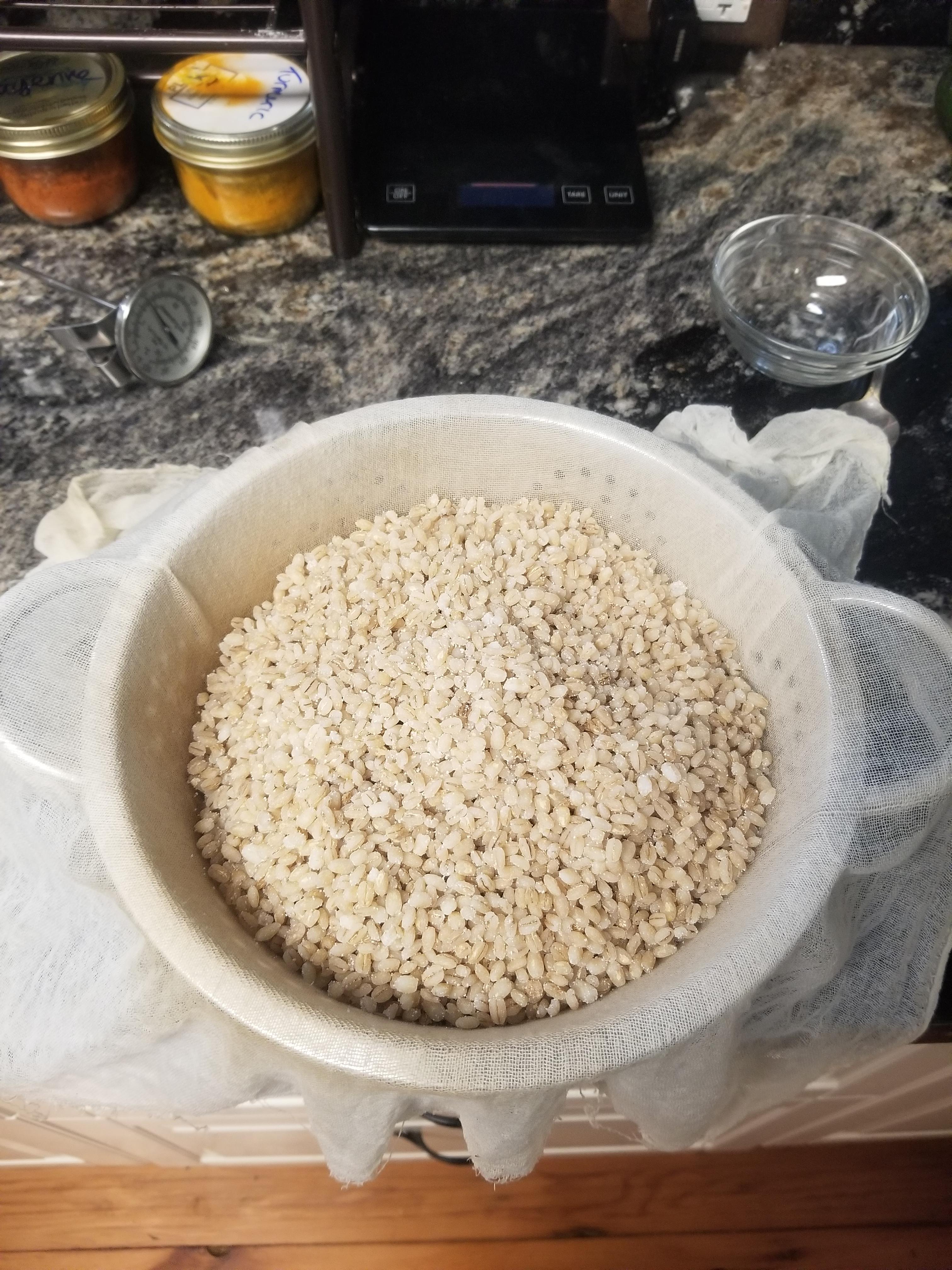 koji kin barley in cheesecloth.jpg