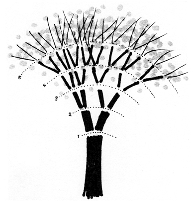 lalbero-di-munari.gif