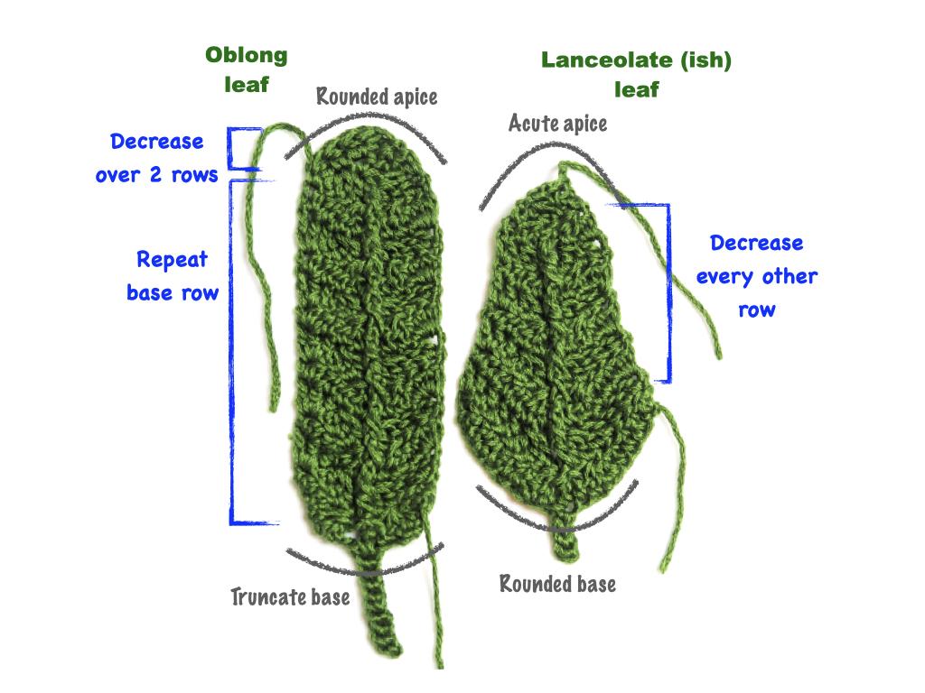 lanceolate.001.jpeg