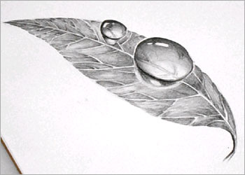 leaf-drop-12.jpg