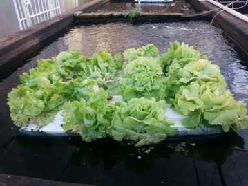 lettuce  5 weeks.jpg